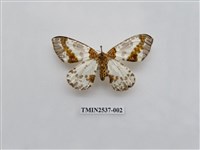 藏品(尺蛾21.1)的圖片